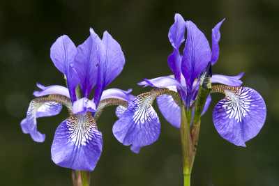 Purple Iris